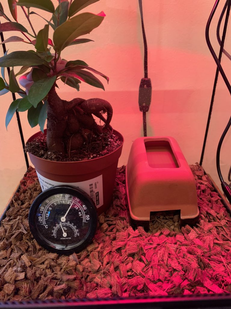 ブリザード コーンスネークの飼育環境を解説 ケージのレビュー有 0332blog